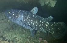 Ketahui Apa Itu Ikan Coelacanth, Ikan Purba yang Lebih Tua Dibanding Dinosaurus dan Hanya Bisa Dijumpai di Sulawesi atau Afrika