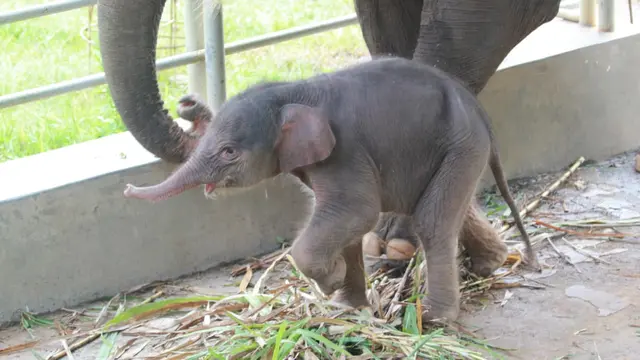 Potret Anak Gajah Sumatera yang Lahir di Taman Satwa Lembah Hijau Lampung