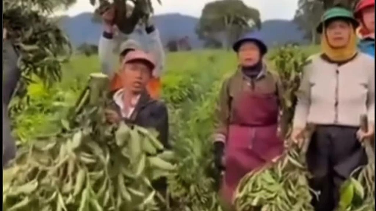 Dedi Mulyadi Geram, Pelaku Perusakan Kebun Teh Harus Ditangkap!