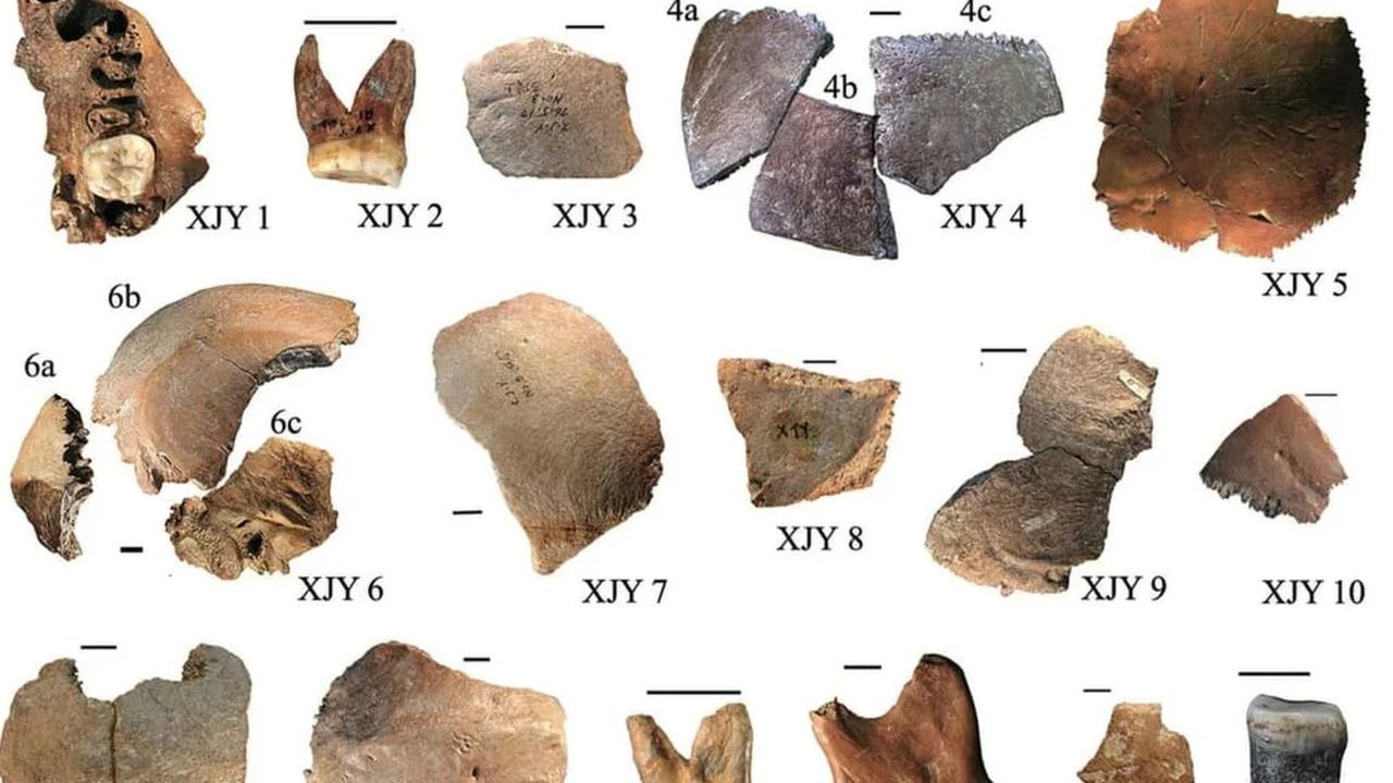fosil kepala dinosaurus