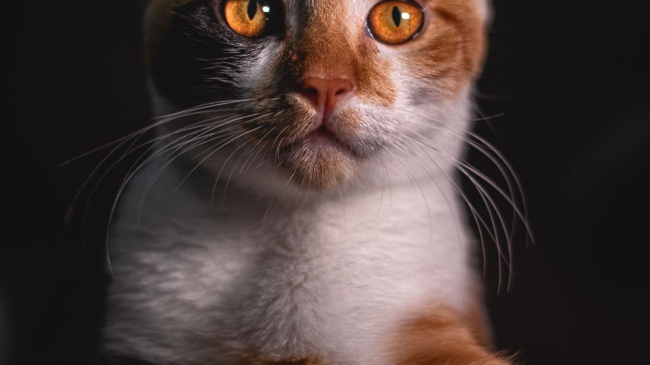 Nama Kucing Betina V – X