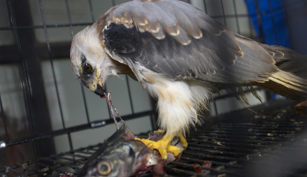 50 Koleksi Gambar Hewan Macan Akar Terbaru