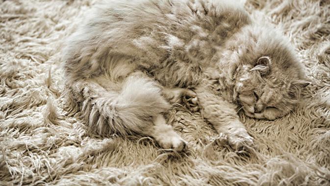 Bermain Petak Umpet Bersama Kucing? Hati-hati Tertipu 