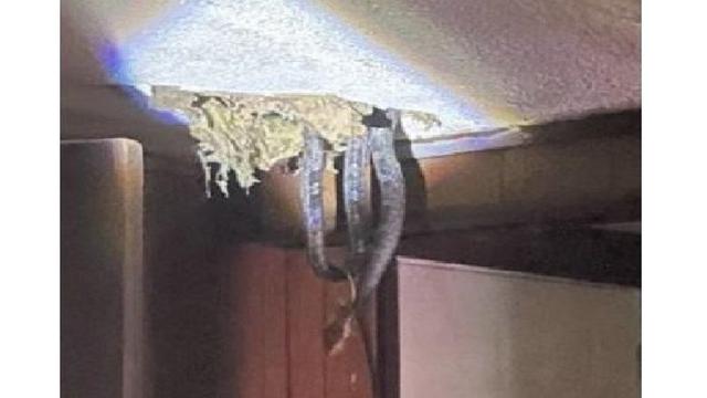 Bikin Merinding, Ini 6 Penampakan Sarang Ular di Plafon Rumah