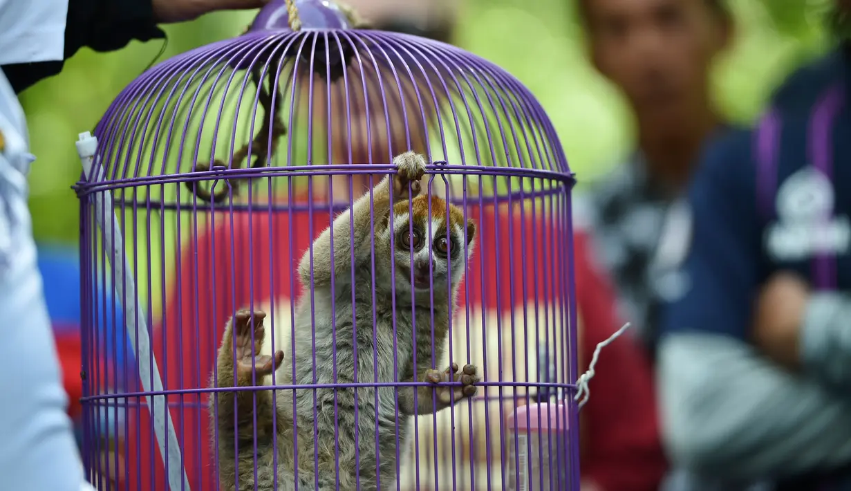 Petugas Badan Konservasi Alam Indonesia (BKSDA) bersiap untuk melepaskan Kukang Sumatra (Nycticebus coucang) di kawasan hutan Aceh Besar, Aceh, Kamis (1/8/2019). BKSDA Aceh melepasliarkan dua ekor satwa langka dan lindungi yakni Kukang Sumatra dan elang laut dada putih. (CHAIDEER MAHYUDDIN/AFP)