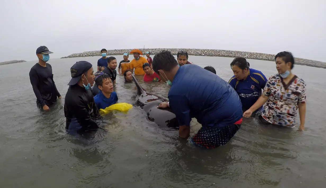 Relawan ThaiWhales dan dokter hewan berupaya menyelamatkan paus pilot jantan yang sakit dan tidak bisa berenang di pesisir pantai di Songkhla, Thailand, Sabtu (2/6). Sekitar 80 kantong plastik ditemukan di dalam perut paus tersebut. (AFP/ThaiWales)