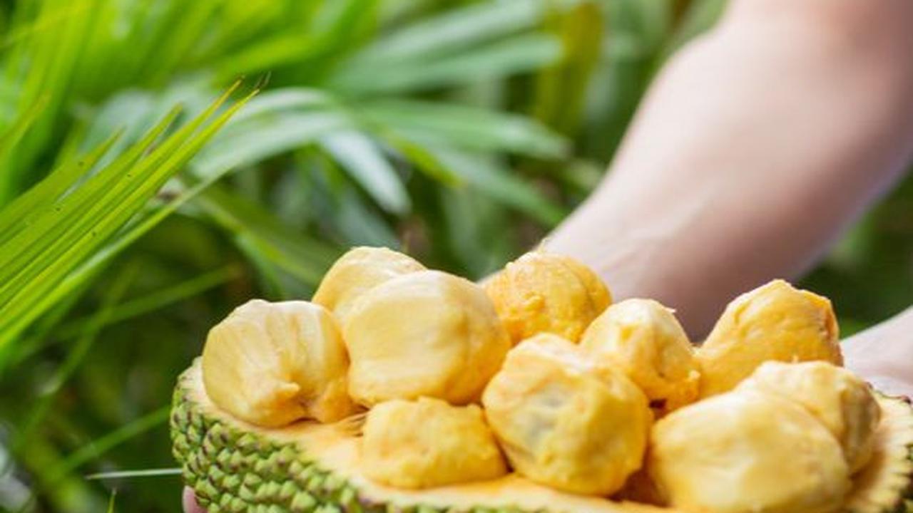 Cara Mengolah Cempedak yang Enak Biar Nikmatnya Maksimal