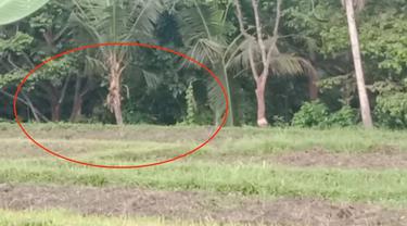Kawanan Kera ekor panjang nampak memanjat pohon kelapa di area persawahan warga di Desa Tamansuruh, Glagah, Banyuwangi. (Istimewa).
