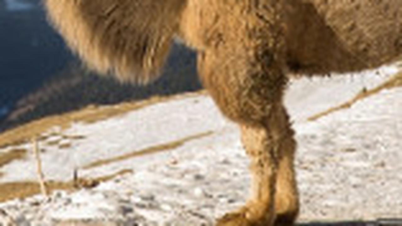 Ilmuwan Ungkap Penyebab Punahnya Unta Raksasa Berpunuk Dua yang Hidup di Mongolia 27.000 Tahun Lalu