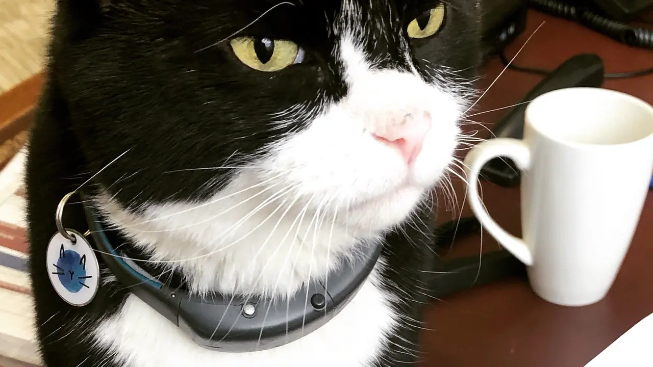 Palmerston