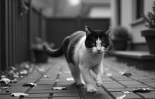 5 Kondisi ini Buat Kucing Liar Suka Buang Air di Teras Rumah Anda, Simak Cara Mengantisipasinya