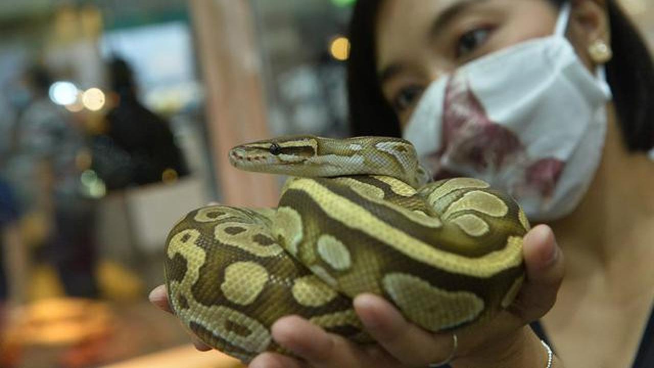 5 Jenis Ular Kecil yang Jinak dan Aman Jadi Peliharaan Pemula, Kenali Ciri-Cirinya