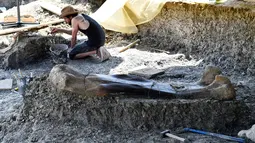 Peneliti National History Museum of Paris membersihkan tulang panggul didekat penemuan tulang paha dinosaurus raksasa Sauropoda di sebuah situs penggalian di barat daya Prancis, 24 Juli 2019. Tulang-tulang tersebut ditemukan pada lapisan tanah liat yang tebal oleh tim relawan. (GEORGES GOBET/AFP)