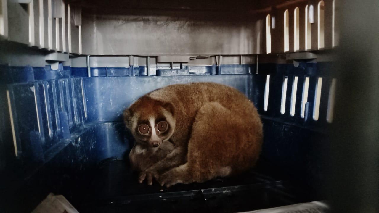 salah satu kukang yang diperdagangkan di Kabupaten Pasaman. (Liputan6.com/ Dok BKSDA Sumbar)