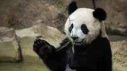 Anak panda, Yuan Meng bermain dengan bambu di kandangnya di Zoo de Beauval. Prancis pada 26 Agustus 2019. Ibu Yuan Meng dan bapaknya, Yuan Zi, merupakan pinjaman dari China yang bertujuan menekankan hubungan yang baik dengan Prancis. (GUILLAUME SOUVANT / AFP)