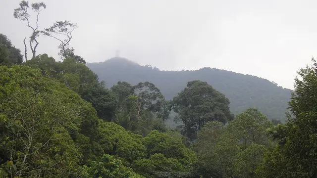 Puncak Gunung Jantan terlihat dari titik awal (Daniel Quinn, Oktober 2010)