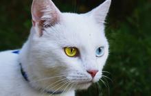 9 Kucing yang Memiliki Warna Langka di Dunia, Mana Favoritmu?