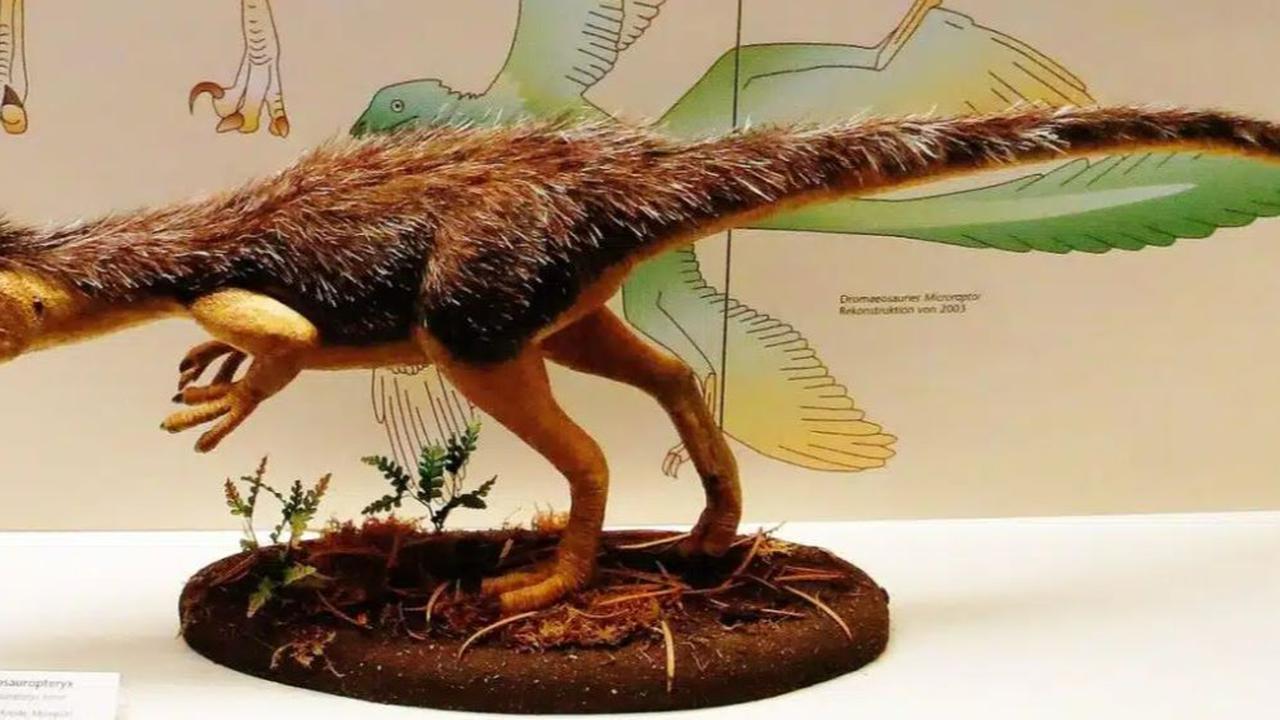 Ilustrasi Sinosauropteryx, dinosaurus berbulu