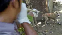 Perburuan anjing terjangkit rabies di Denpasar. Pemusnahan dilakukan pemerintah daerah untuk mencegah meluasnya penularan rabies. Sudah 26 ribu anjing telah dimusnahkan sejak Agustus 2009.(Antara)
