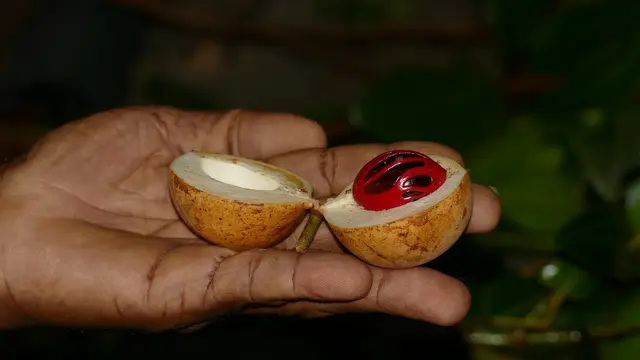 Buah pala