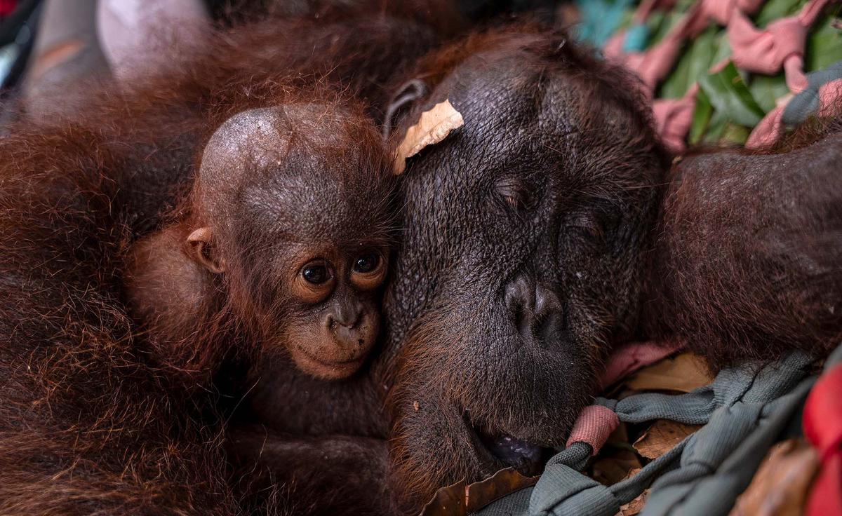 Ketika Orang Utan Kehilangan Habitatnya Akibat Kebakaran Hutan