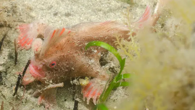 Red Handfish