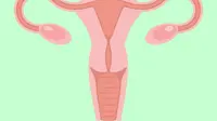 5 Hal Tentang Ovarium yang Harus Wanita Ketahui 