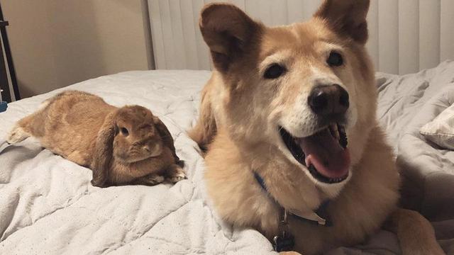 7 Potret Persahabatan Unik Hewan Beda Spesies Ini Bikin Gemas