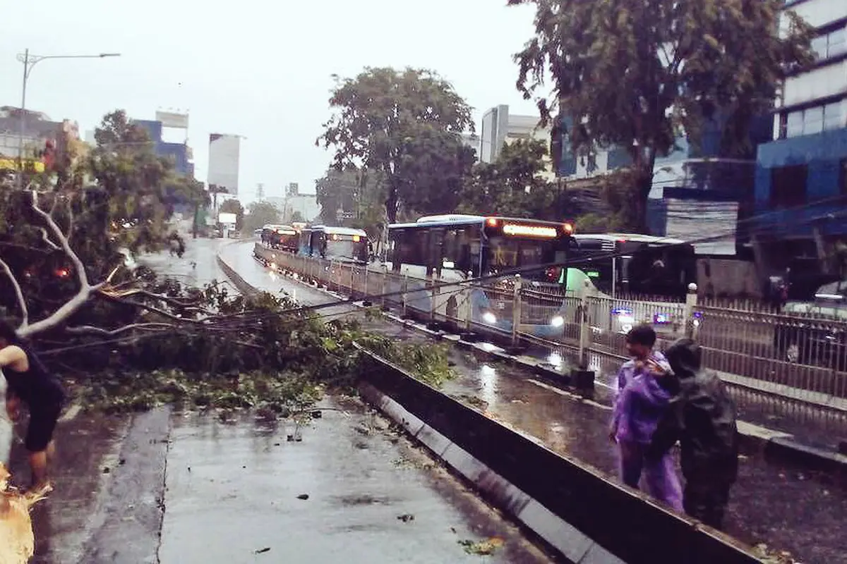 Pohon tumbang