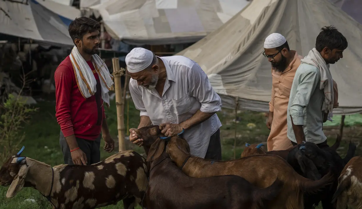 Seorang pria memeriksa gigi kambing untuk menentukan usianya di pasar ternak menjelang Idul Adha di New Delhi, India, Selasa, 5 Juli 2022. Pasar di kawasan tersebut menyediakan kambing dengan berbagai ukuran untuk kurban. (AP Photo/Altaf Qadri)