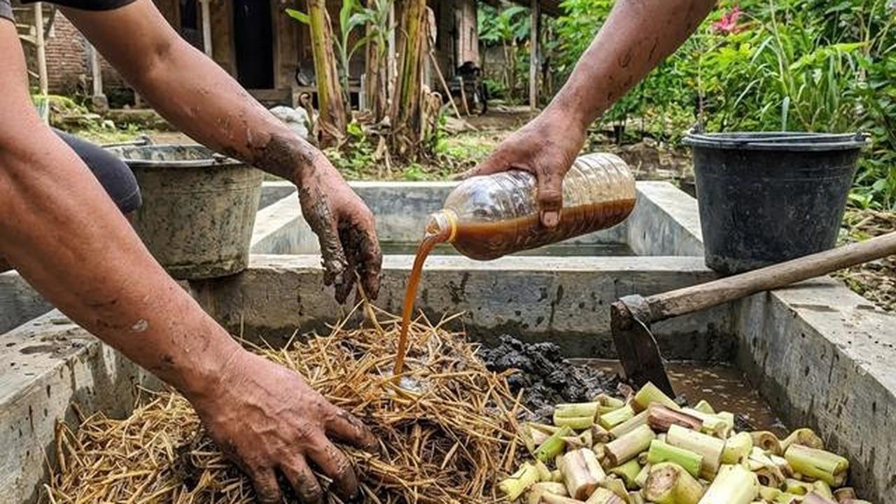 Ternak Belut Media Jerami, Panduan Praktis Budidaya di Rumah Sampai Panen