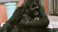  Koko secara alami telah menjadi duta besar bagi binatang-binatang yang terancam punah. (stuffpopint.com)