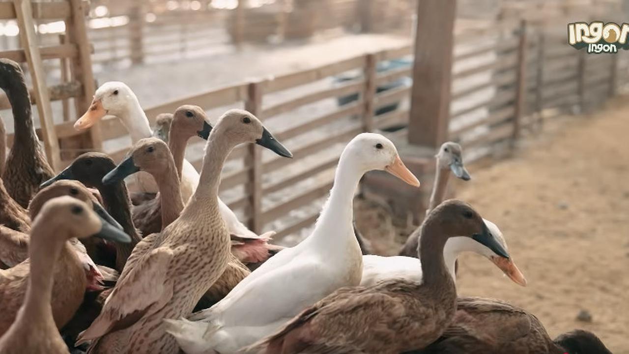 Dulu Kerja di BUMN, Pria Ini Sukses Ternak Bebek Petelur Berkat Doa Orangtua