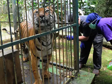 Dokter hewan yang juga aktivis Animal Sanctuary Trust Indonesia (ASTI)  memeriksa Harimau Sumatera (Panthera tigris sumatrae) bernama Eva yang merupakan hasil sitaan di tempat Pusat Transit Satwa Gadog ASTI Bogor, Senin (11/3). (merdeka.com/arie basuki)