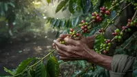 Cara Merawat Tanaman Kopi agar Tumbuh Subur dan Berbuah Lebat