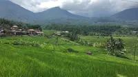 Desa Wisata Jatiluwih menyuguhkan panorama keindahan hijaunya sawah bertingkat di Tabanan, Bali. (Liputan6.com/Putu Elmira)