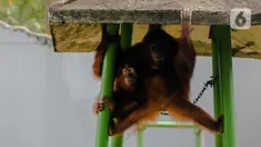 Orangutan beraktivitas dalam kandangnya di Taman Margasatwa Ragunan, Jakarta Selatan, Senin (20/4/2020). Satwa-satwa di Taman Margasatwa Ragunan terlihat lebih tenang sejak penutupan lokasi mulai 14 Maret untuk mencegah penyebaran virus corona COVID-19. (Liputan6.com/Faizal Fanani)