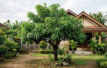 5 Kesalahan Menanam Mangga yang Membuat Pohon Subur tetapi Lama Menghasilkan Buah, Temukan Solusinya