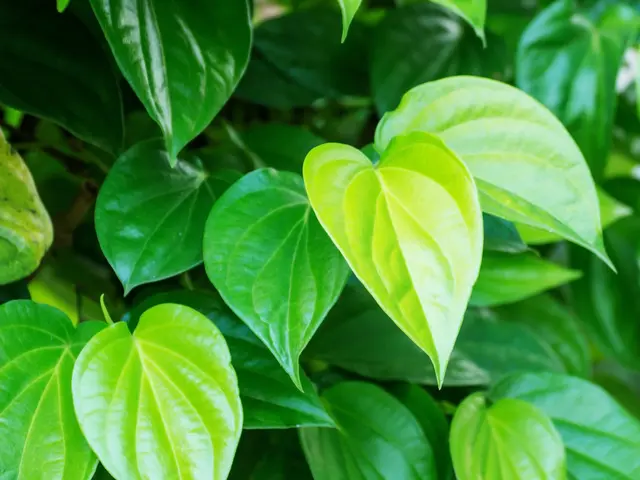 Keuntungan Daun Sirih Untuk Kecantikan Wajah Beauty Fimela 