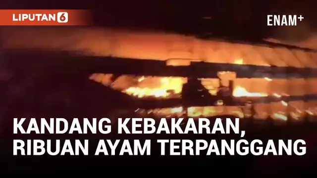 VIDEO: 10 Ribu Ayam Terpanggang Usai Kebakaran Kandang Peternakan