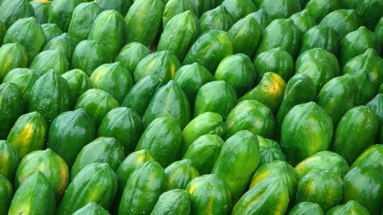 Pepaya muda