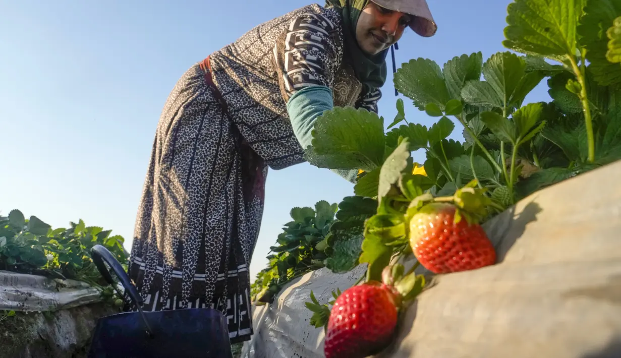 Seorang petani Mesir memanen stroberi di sebuah ladang di Toukh, di luar Kairo, Rabu (18/1/2023). Mesir telah memasuki musim panen stroberi musim dingin. (AP Photo/Amr Nabil)