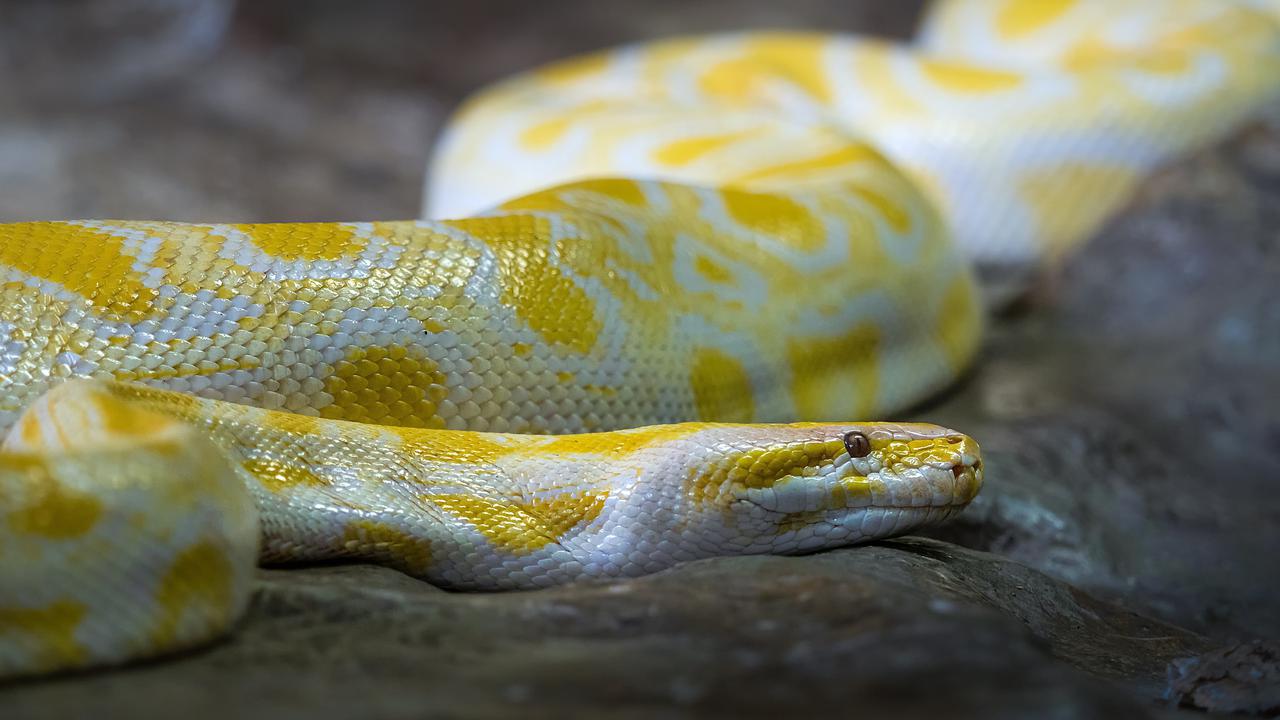 Ilustrasi foto ular piton (unsplash)