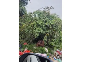 Viral video orang utan mengais sampah