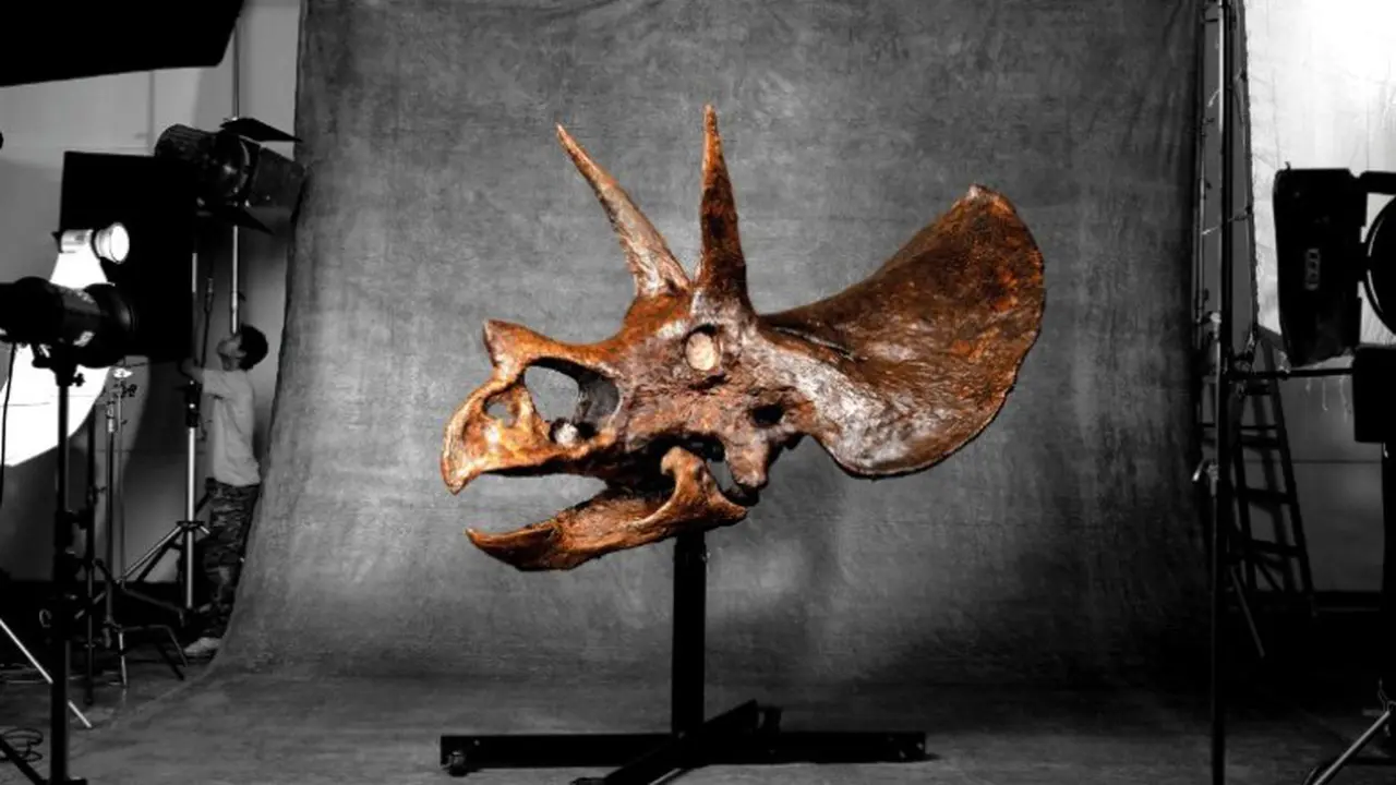 Jual tengkorak dinosaurus