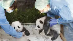 Dua anak panda "Meng Yuan" (kiri) dan "Meng Xiang" diperlihatkan kepada media setelah mereka diberi nama di kebun binatang Zoologischer Garten di Berlin (9/12/2019). "Meng Yuan" dan "Meng Xiang"  merupakan anak panda raksasa Meng Meng dan Jiao Qing. (AFP/Odd Andersen)