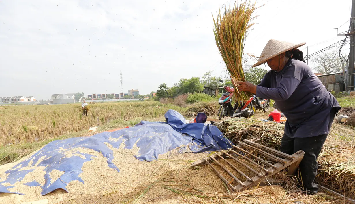 Petani merontokan padi hasil panen di Kabupaten Tangerang, Banten, Jumat (16/7/2021). Badan Pusat Statistik (BPS) mencatat nilai ekspor sektor pertanian pada bulan Juni 2021 mengalami kenaikan, yakni sebesar 33,04 persen (M-to-M) atau sebesar 15,19 persen secara (Y-on-Y). (Liputan6.com/Angga Yuniar)