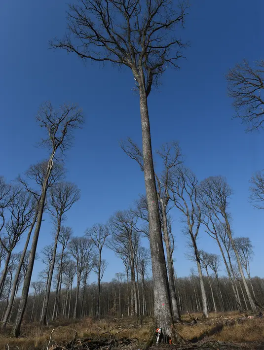 Pohon ek Sessile berusia 230 tahun yang akan digunakan dalam rekonstruksi Katedral Notre-Dame de Paris di Foret de Berce, dekat Jupilles, Senin (8/3/2021). Sebanyak 1000 pohon ek akan ditebang untuk membangun kembali puncak menara katedral yang dilanda kebakaran pada 2019. (JEAN-FRANCOIS MONIER/AFP)