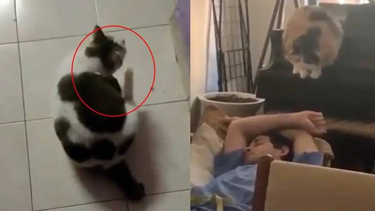6 Aksi Kocak Kucing Terlalu Gendut Ini Bikin Tepuk Jidat