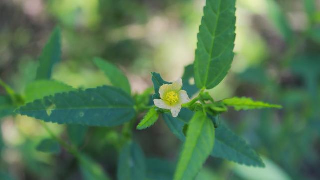 Tanaman Sidaguri Bisa Perkuat Gigi Mitos Atau Fakta Regional Liputan6 Com